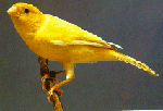 German Roller Canary